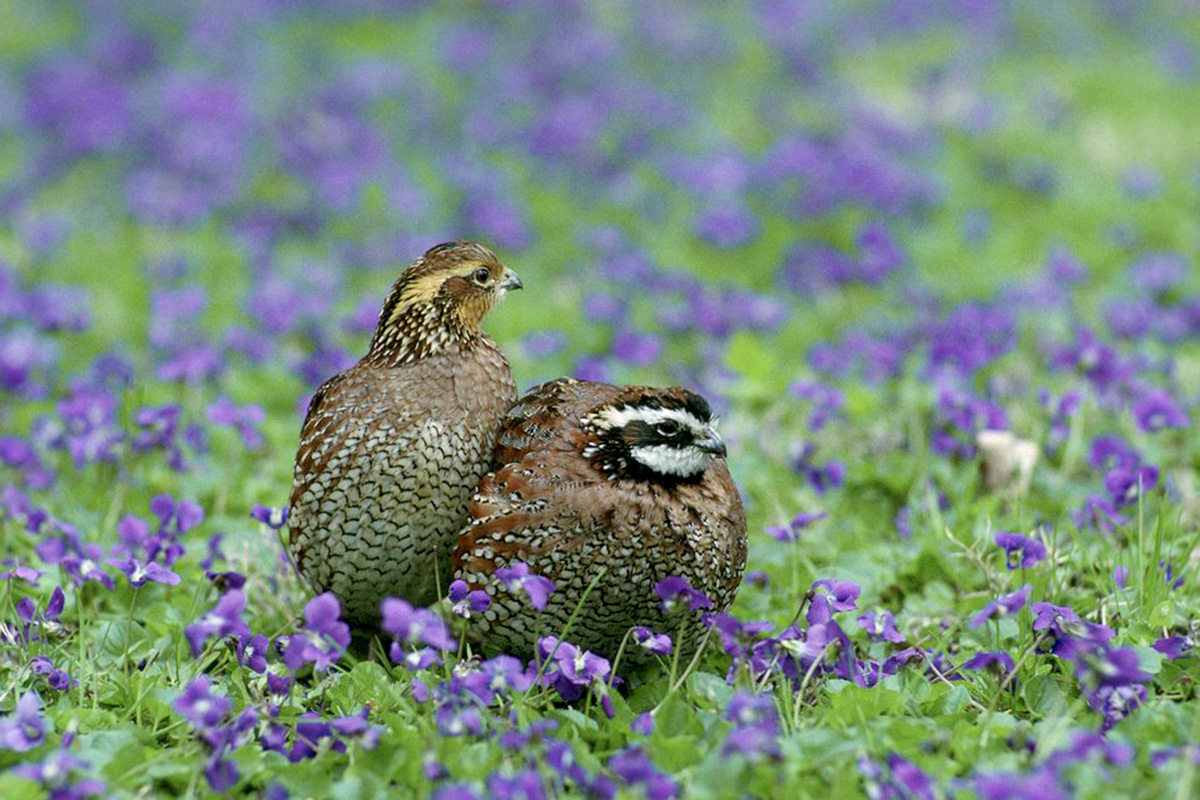 Two bobwhites huddle together in a field of purple flowers.