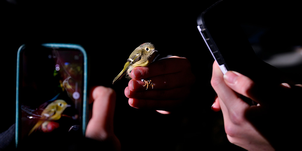 Students and researchers take photos of many of the wild birds before releasing them, including this banded ruby-crowned kinglet.