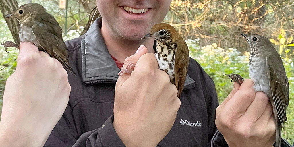 Team members marvel at what they call a “royal thrush” – three species of thrushes caught at the same time.