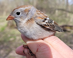 A field sparrow