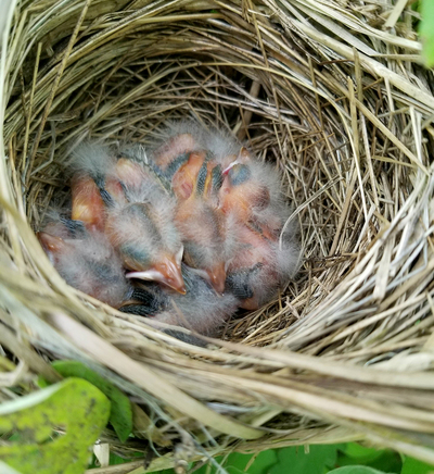 Tiny blackbird nestlings huddle together in the nest.
