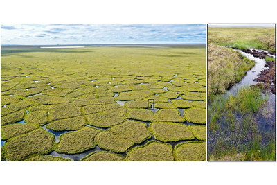 Photo shows a textured pattern of sunken tundra, with tiny islands of land surrounded by standing water.