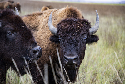Photo of the heads of two buffalo gazing at the camera.