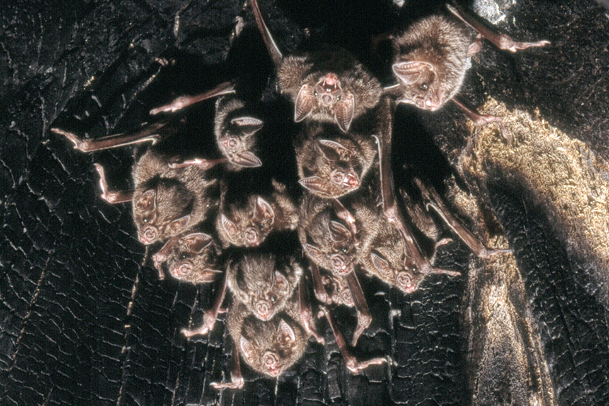 A group of common vampire bats clusters together on the roof of a cave.