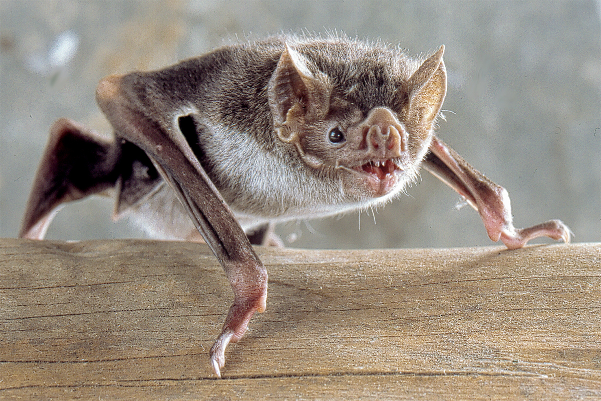 Photo of an individual bat
