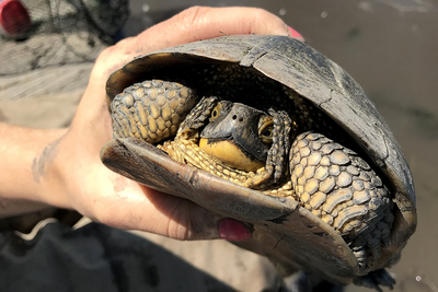 Photo of a hand holding a Blanding's turtle that has retreated into its shell.