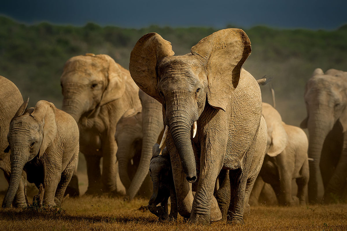 Team streamlines DNA collection, analysis for elephant conservation |  Illinois