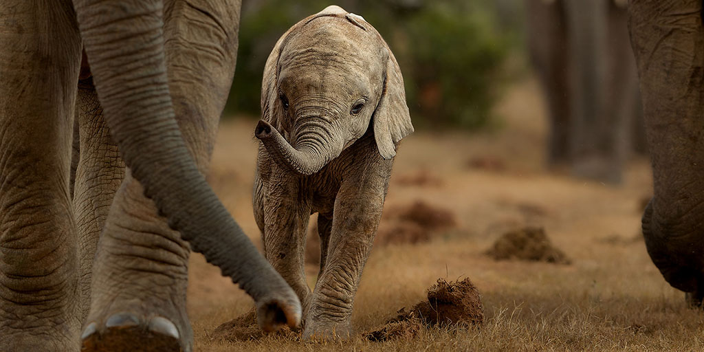A young African savanna elephant walks with the herd.