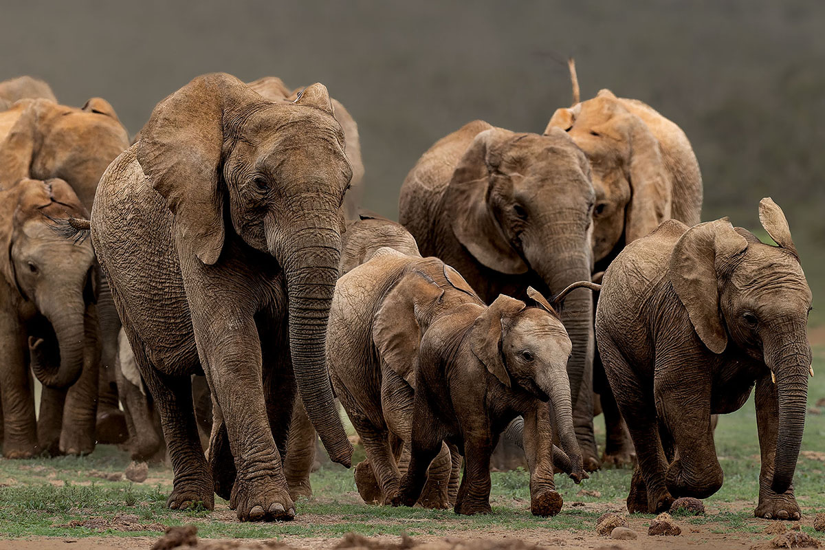African savanna elephants. Photo by Rudi van Aarde