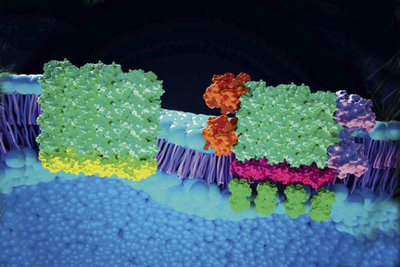 An artist's rendering of Wnt proteins in a cell membrane